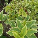 Lycianthes rantonetii 'Variegata' (2)